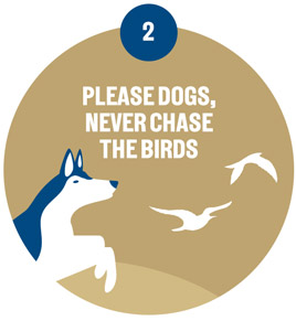 Please dogs, never chase the birds
