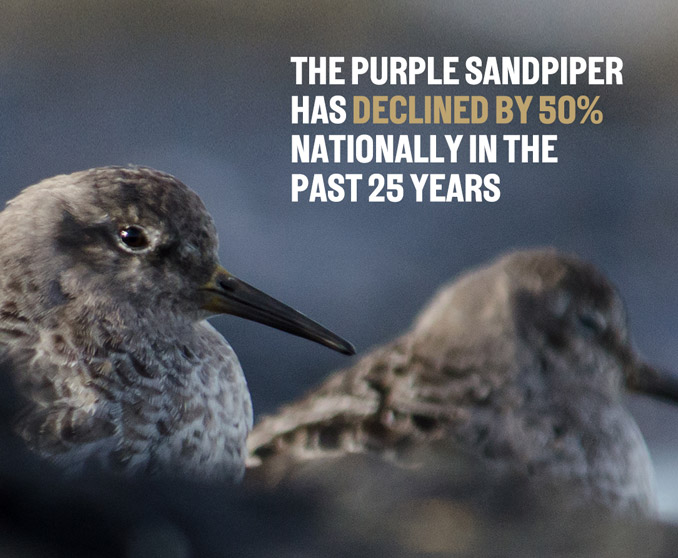 The Purple Sandpiper has declined by 50% nationally in the past 25 years