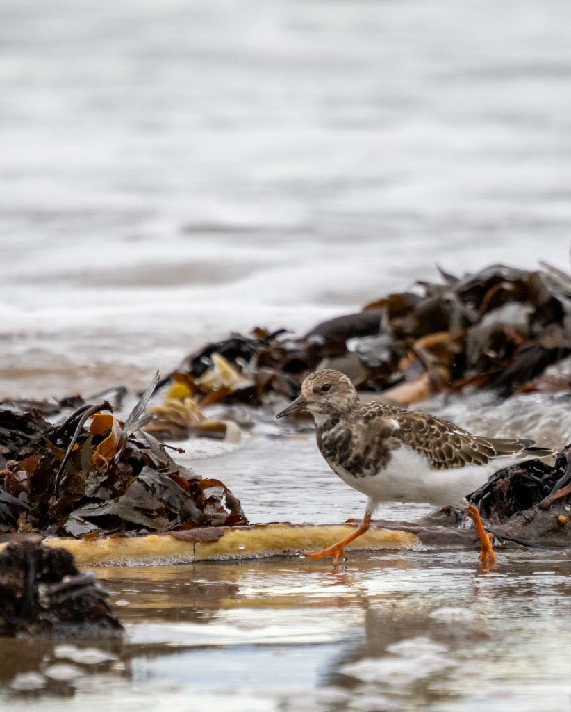 Back at the coast Shorebirds