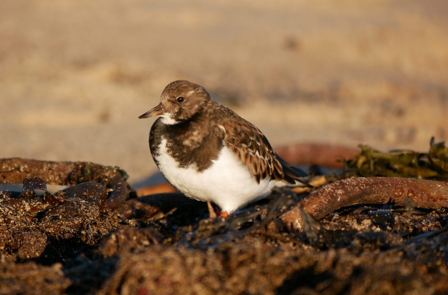 Where do Shorebirds go to Sleep? – Shorebirds