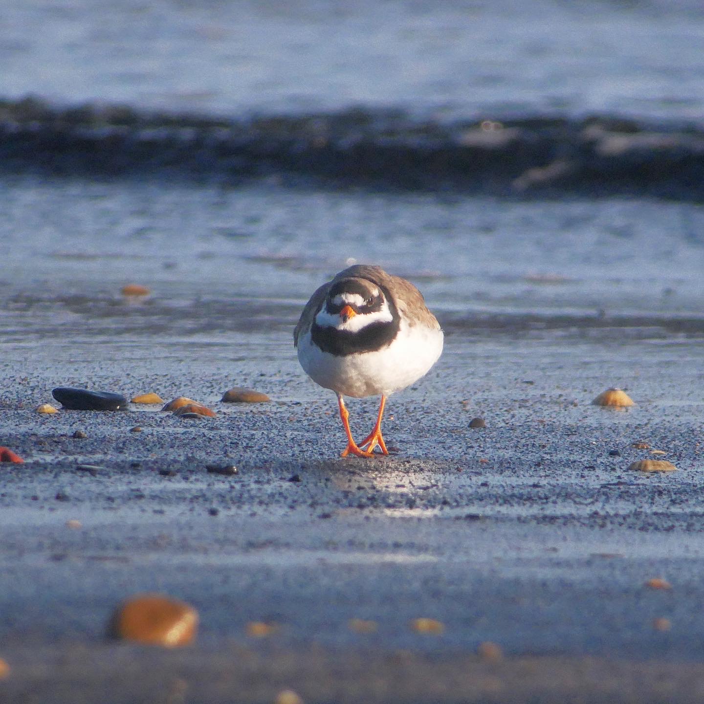 Space for Shorebirds Prepare for Shore-Nesting Bird Season 2022 ...